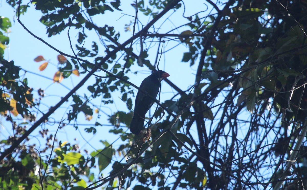 Slate-colored Grosbeak - ML643530570