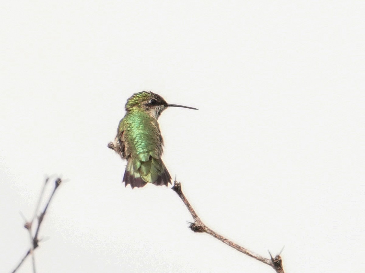 Ruby-throated Hummingbird - ML643530579