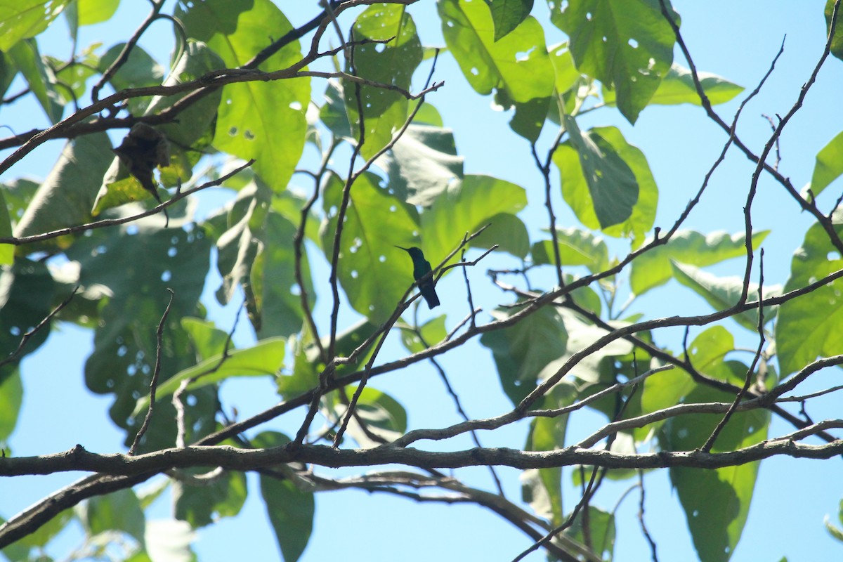 Blue-tailed Emerald - ML643530591