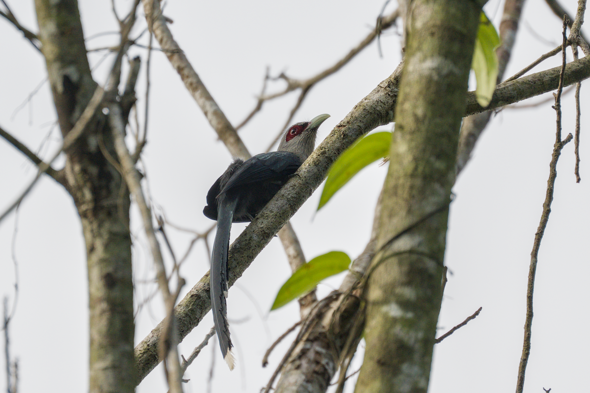 Green-billed Malkoha - ML643530622