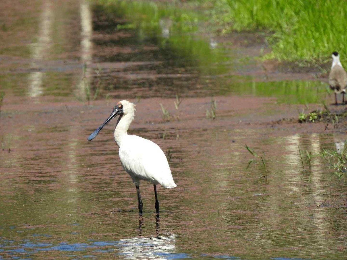 Royal Spoonbill - ML643530623