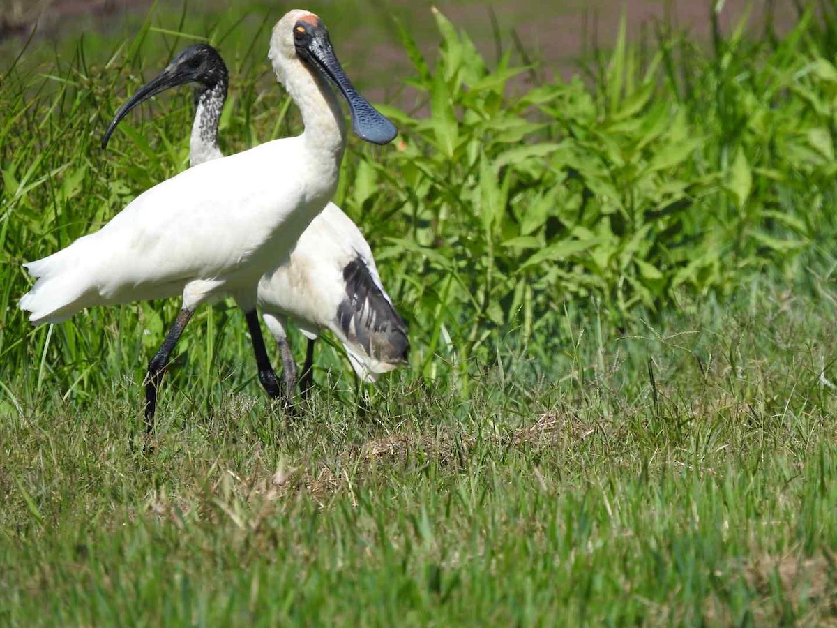 Royal Spoonbill - ML643530624
