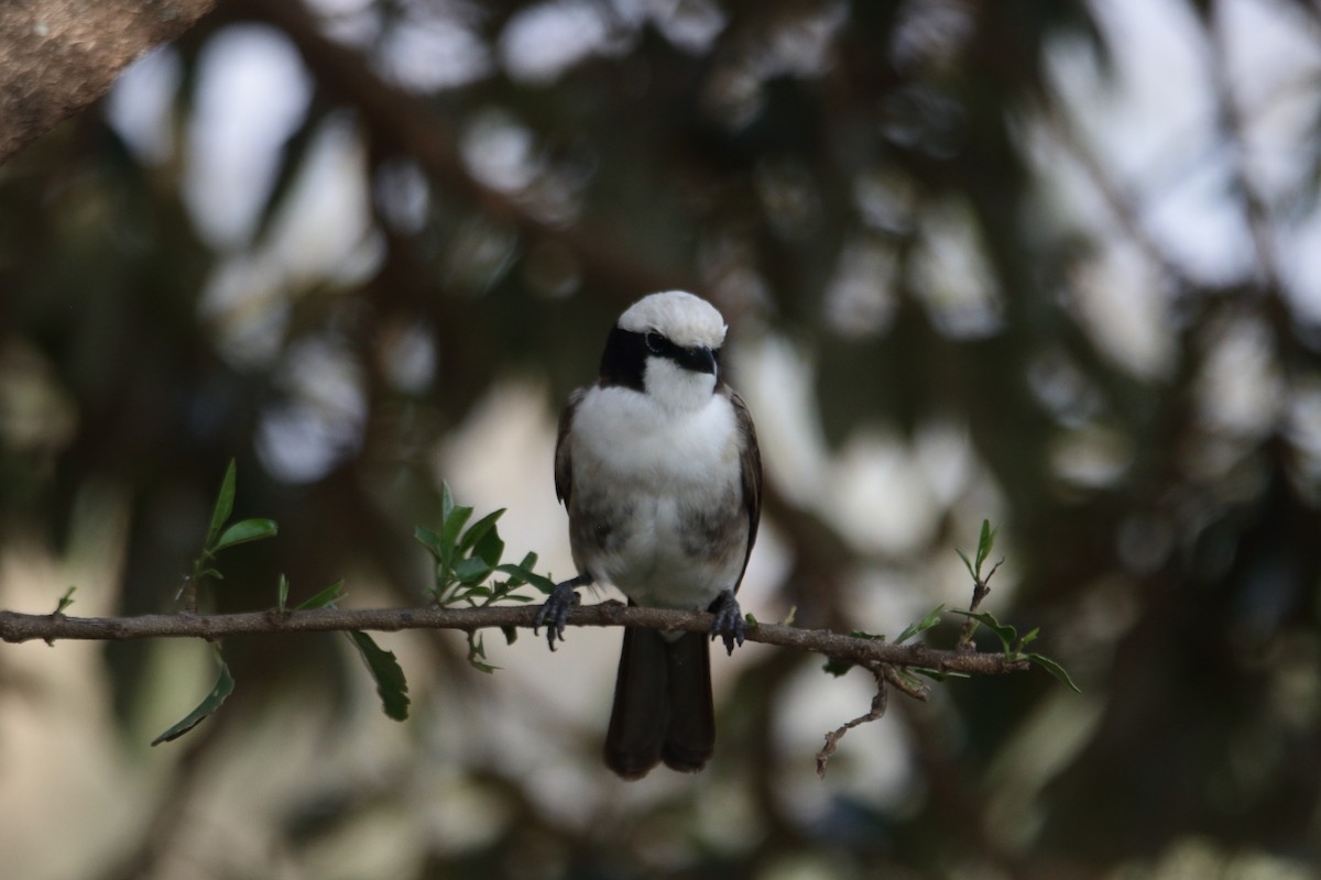 White-rumped Shrike - ML643530636