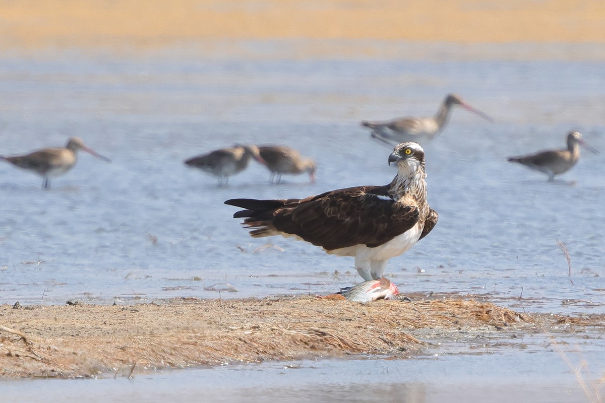 Balbuzard pêcheur - ML643530643