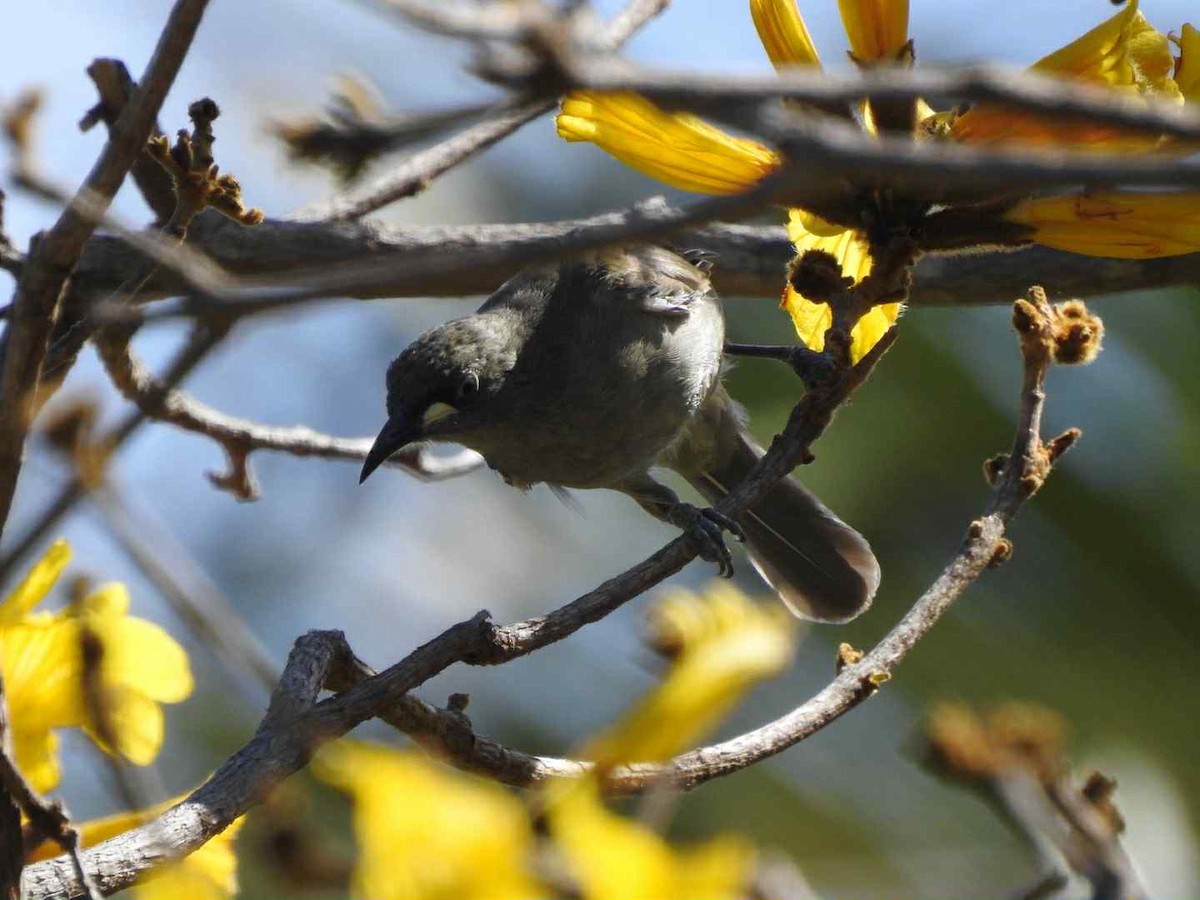 White-gaped Honeyeater - ML643530645