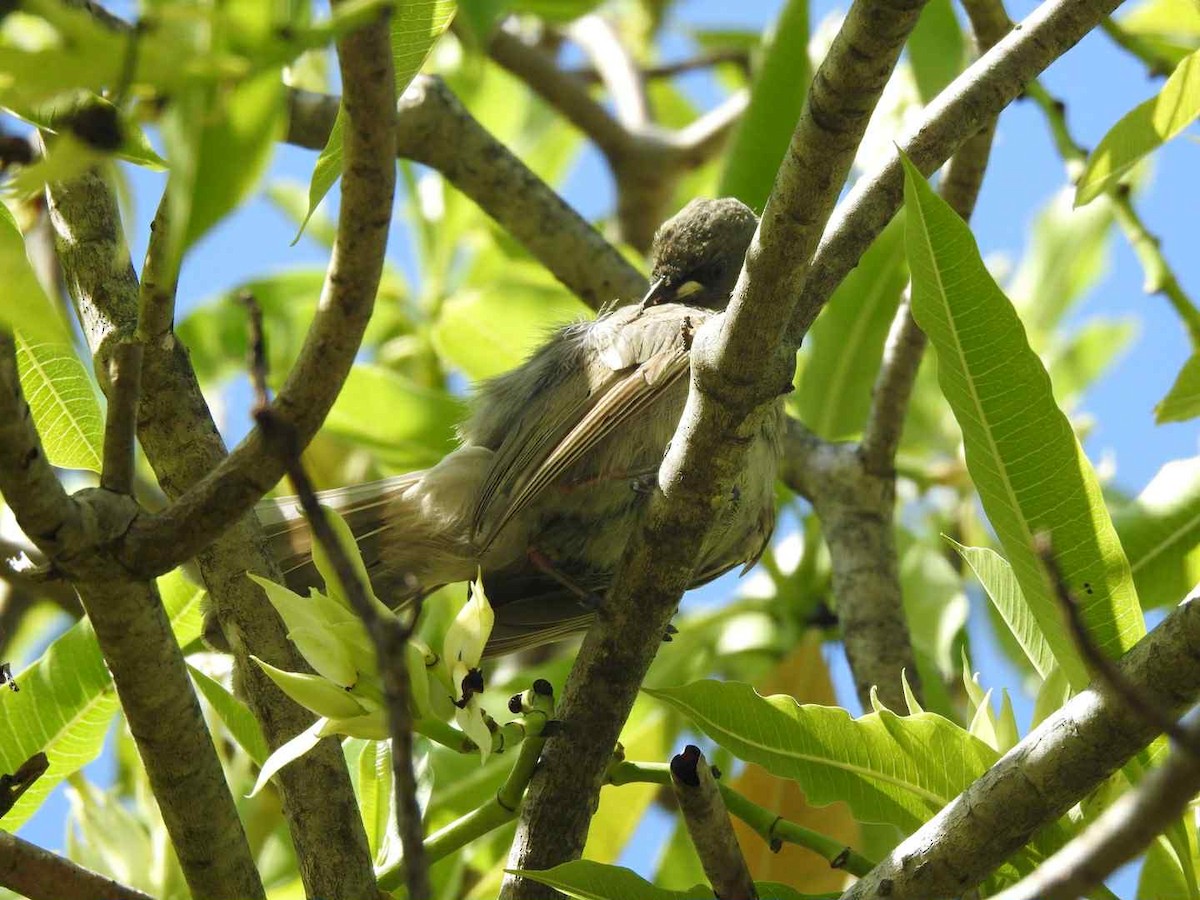 White-gaped Honeyeater - ML643530646