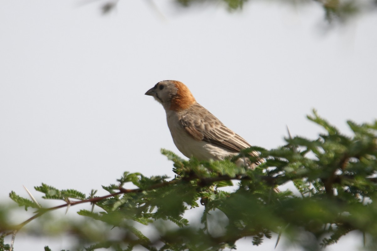 Speckle-fronted Weaver - ML643530654
