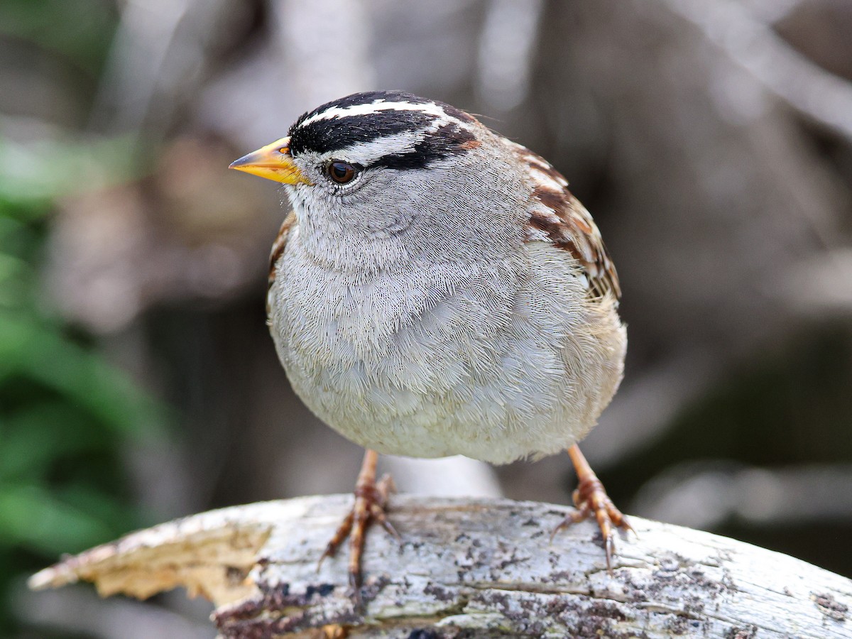 White-crowned Sparrow (Yellow-billed) - ML643530661