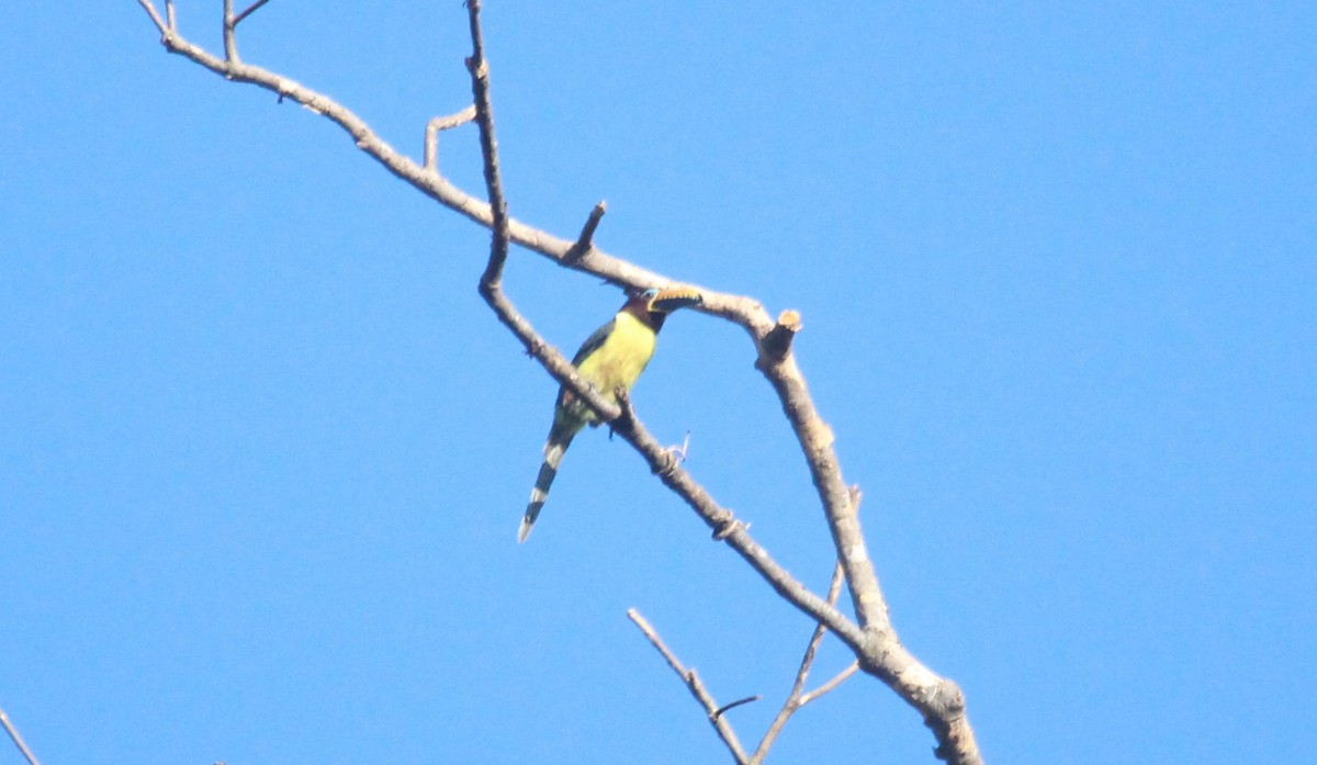 Lettered Aracari - ML643530663