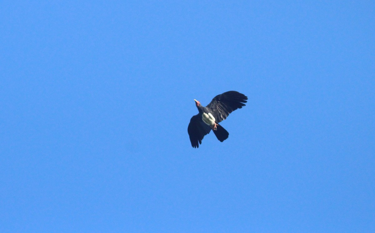 Red-throated Caracara - ML643530670