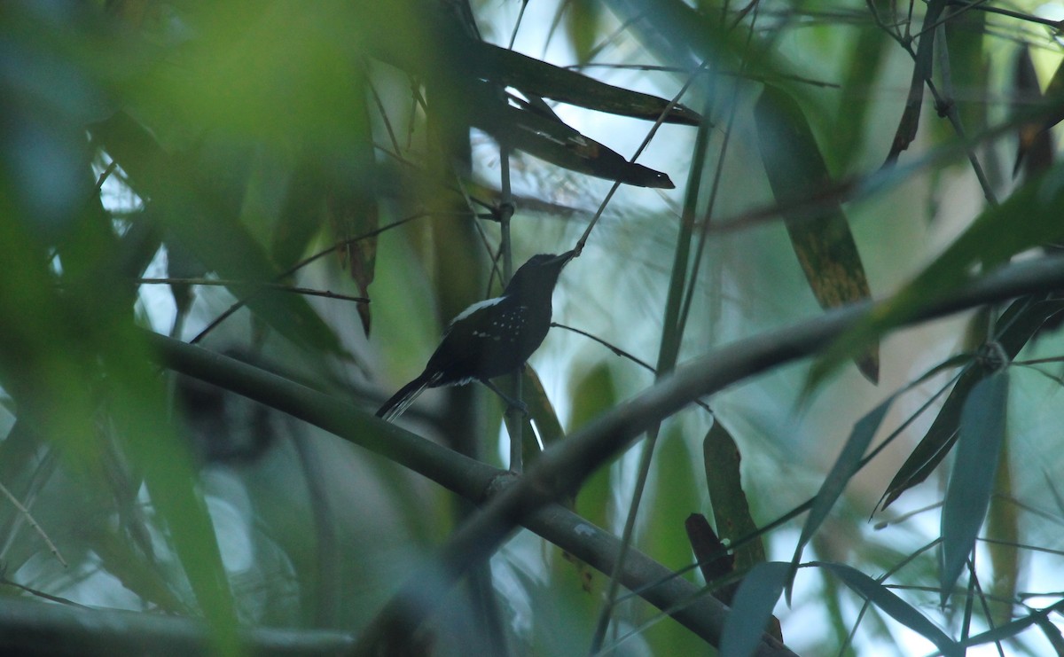 Dot-winged Antwren - ML643530682