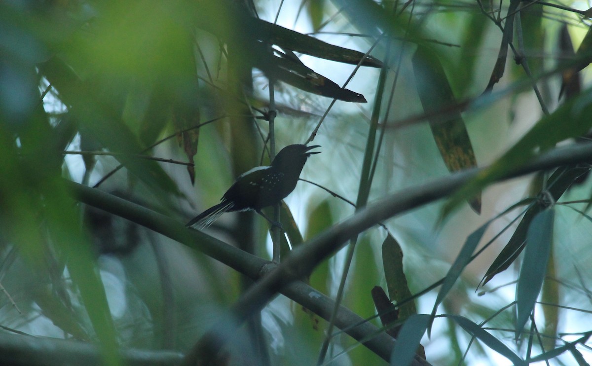 Dot-winged Antwren - ML643530683