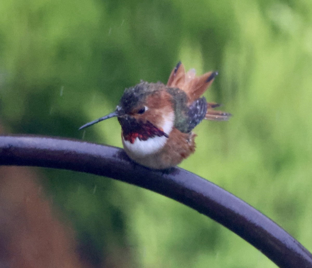 Allen's Hummingbird - ML643530712