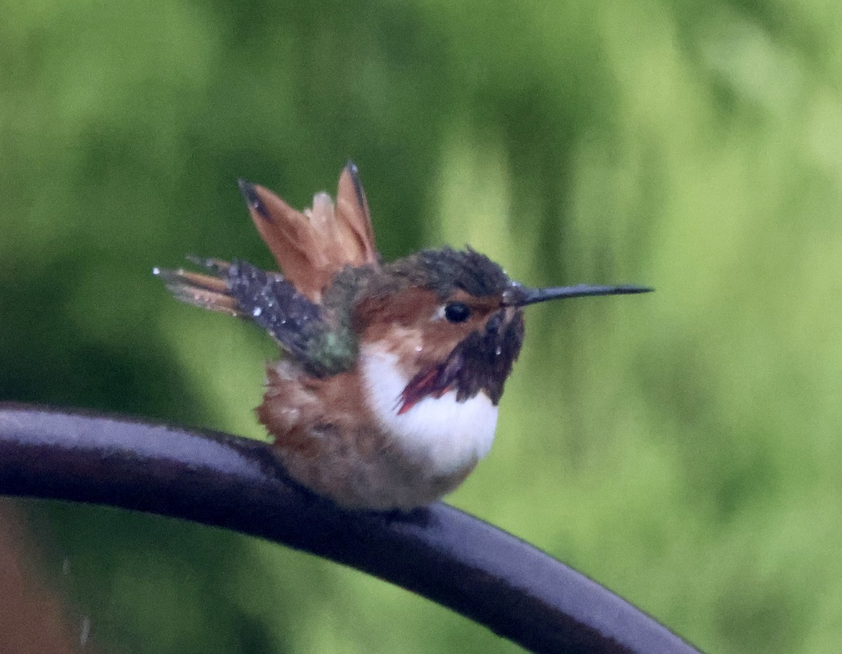 Allen's Hummingbird - ML643530713