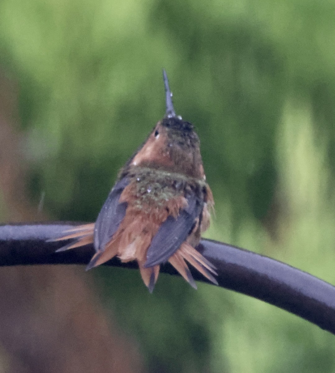 Allen's Hummingbird - ML643530716
