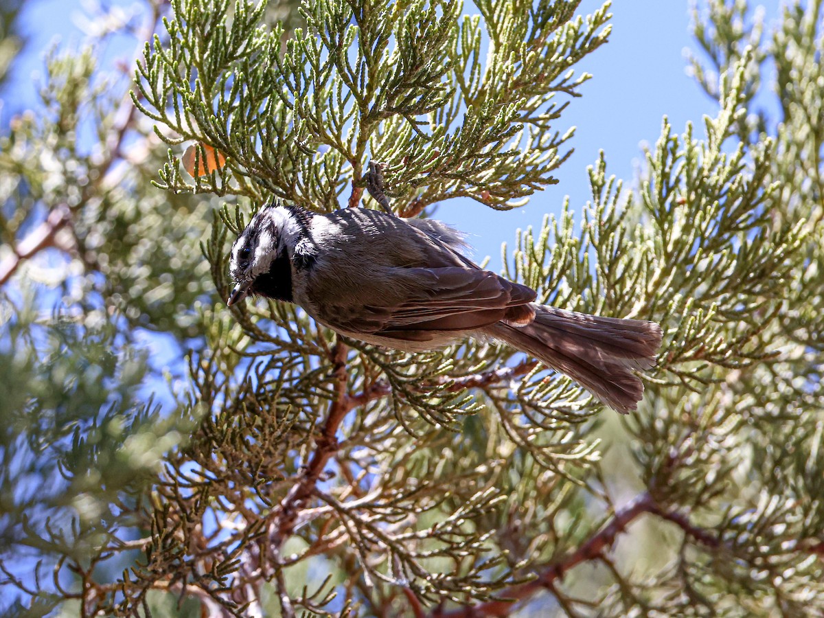 Bridled Titmouse - ML643530731
