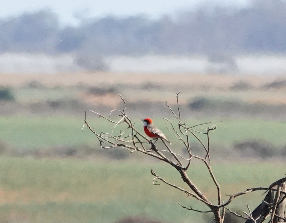 Crimson Chat - ML643530751