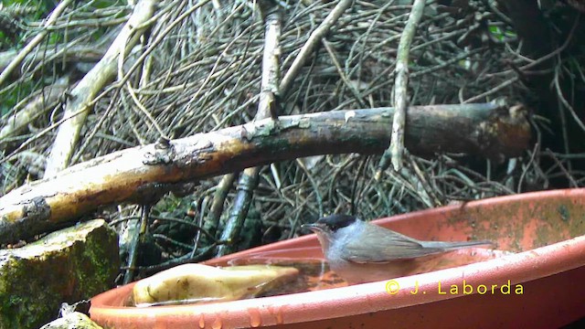 Eurasian Blackcap - ML643530759