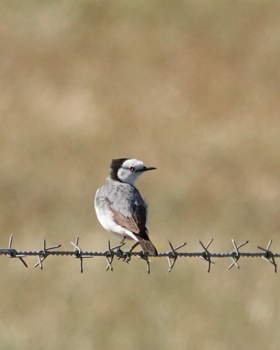 White-fronted Chat - ML643530760