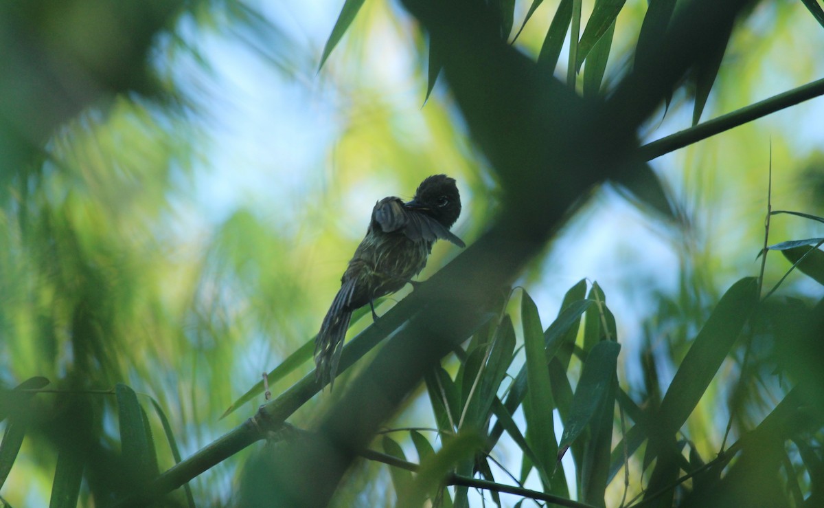 Dusky-tailed Flatbill - ML643530762