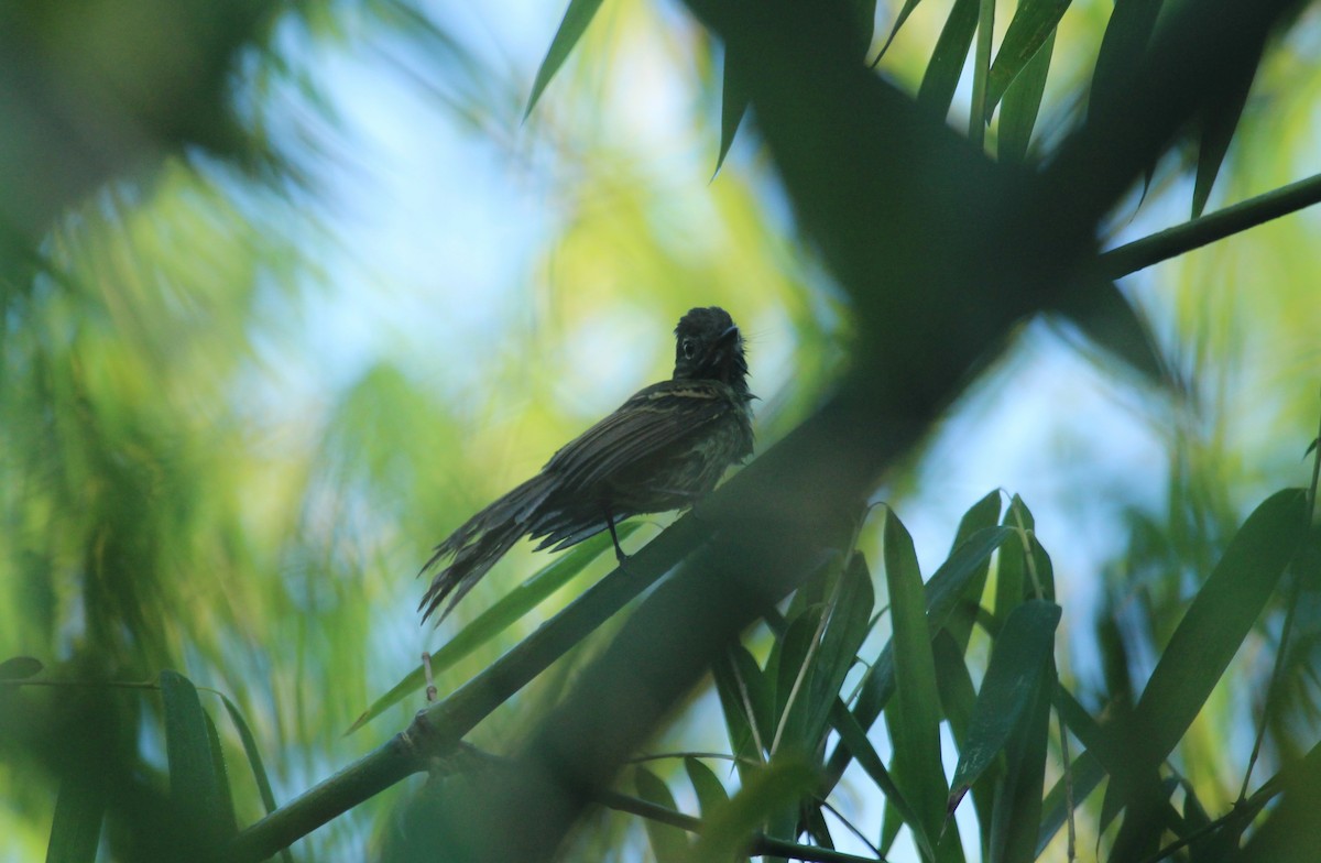 Dusky-tailed Flatbill - ML643530763
