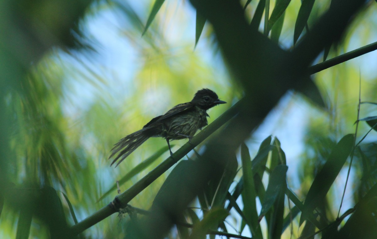 Dusky-tailed Flatbill - ML643530764