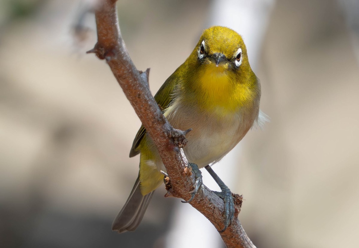Warbling White-eye - ML643530765