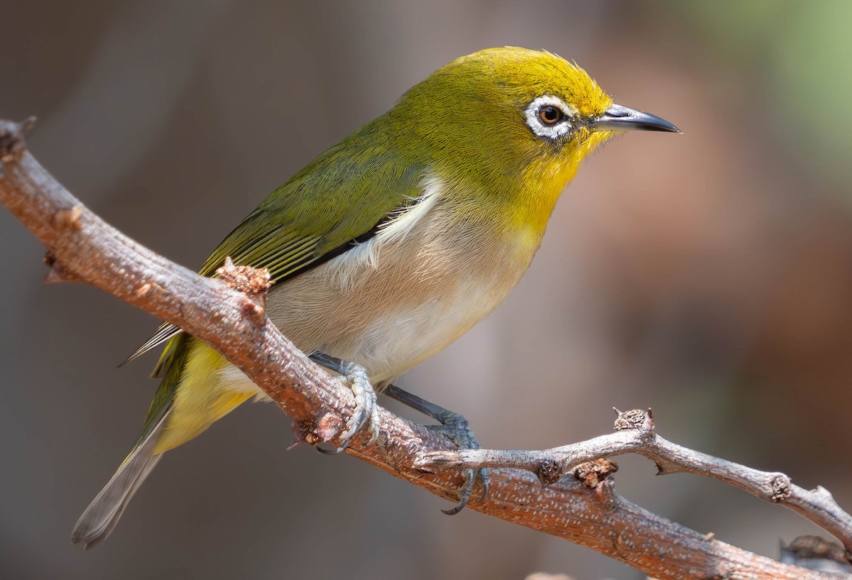 Warbling White-eye - ML643530766