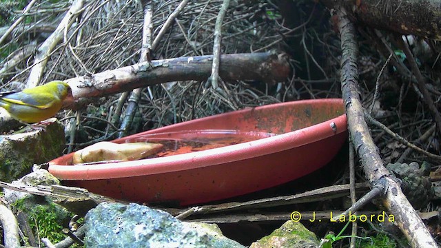 grønnfink - ML643530773