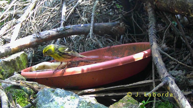European Serin - ML643530777
