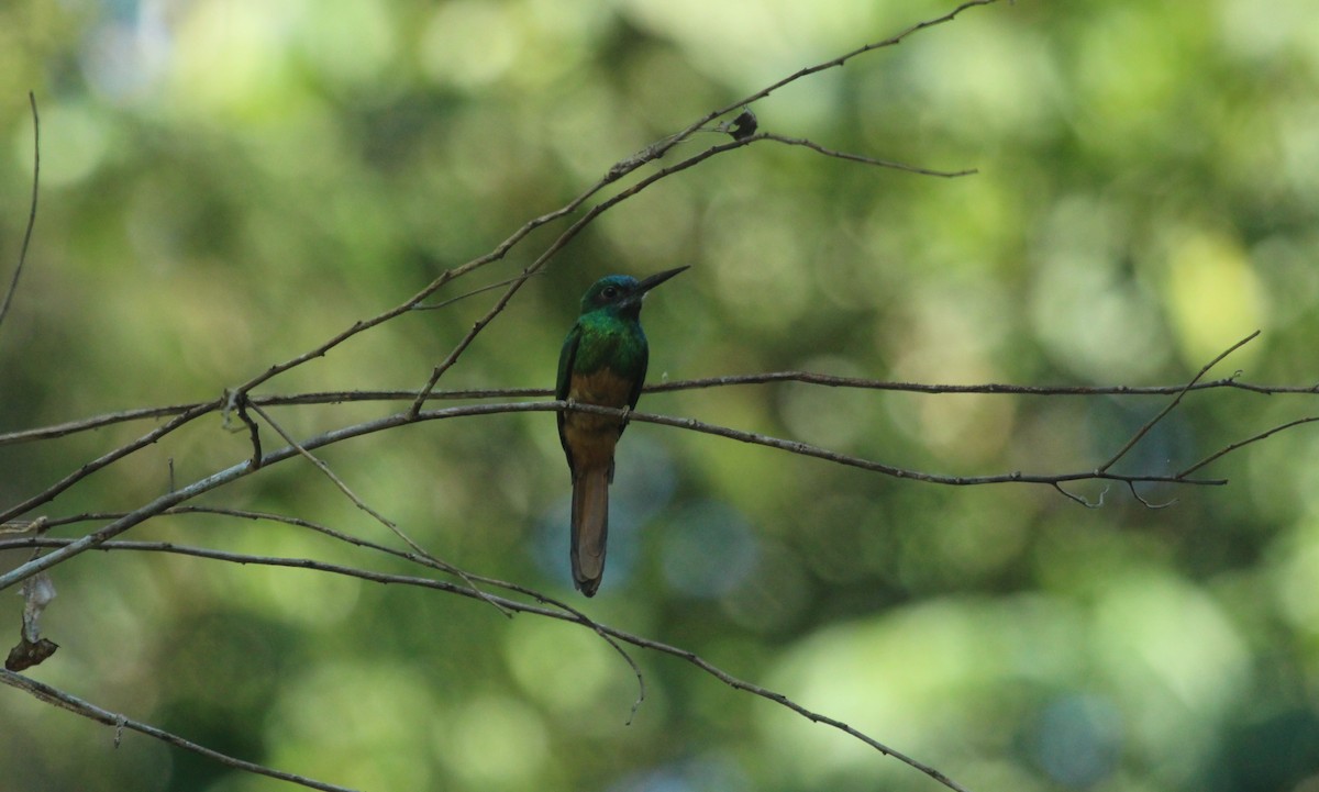 Jacamar à couronne bleue - ML643530791