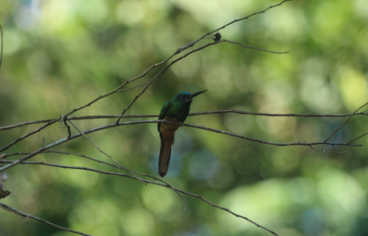 Jacamar à couronne bleue - ML643530792