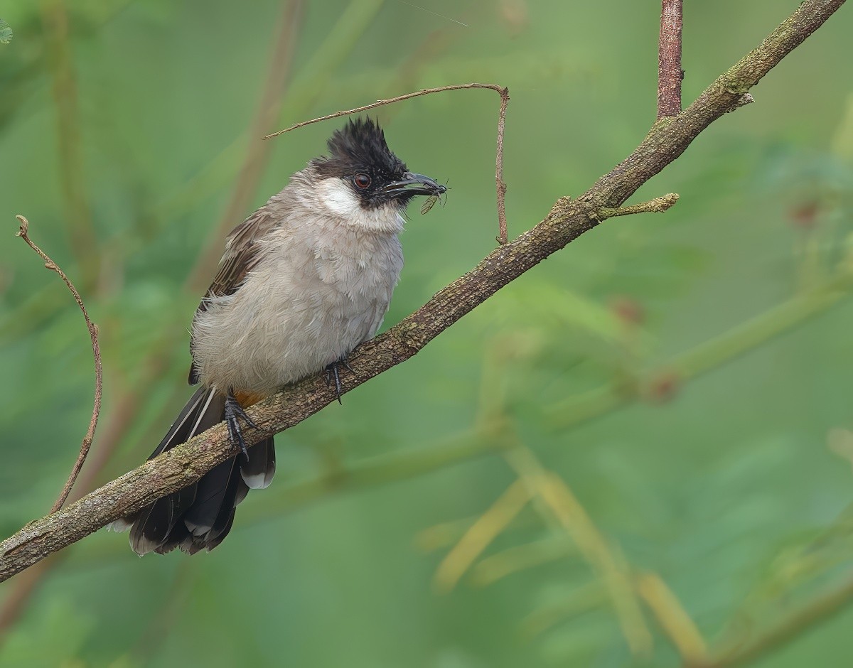 Bulbul cul-d'or - ML643530794