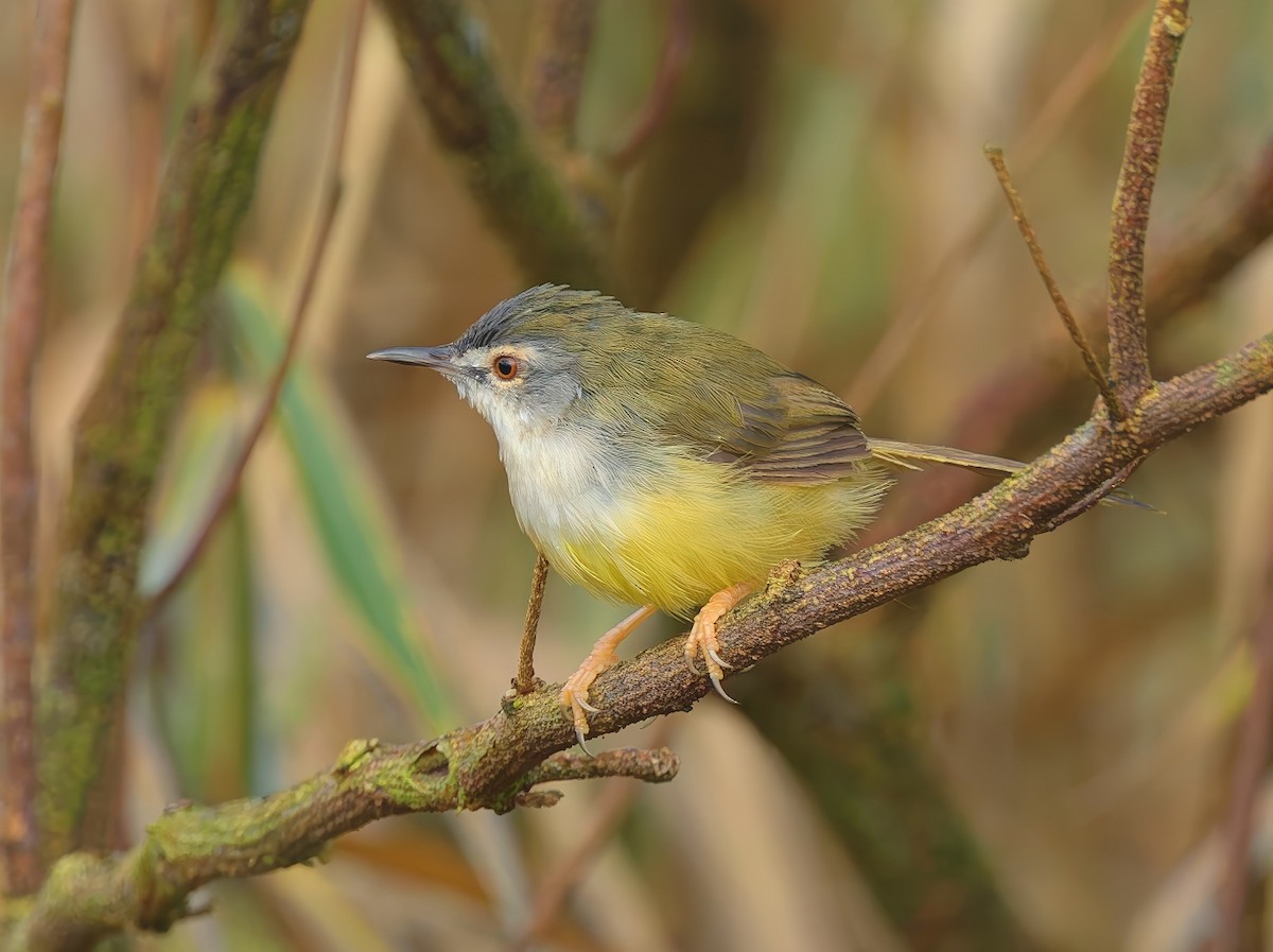 Prinia à ventre jaune - ML643530795