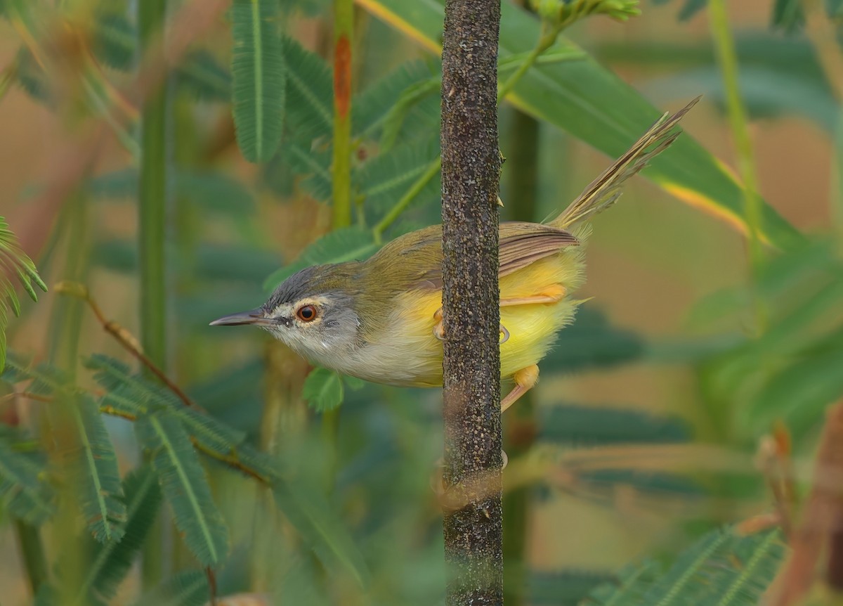 Prinia à ventre jaune - ML643530796