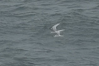 Sterne arctique - ML643530801