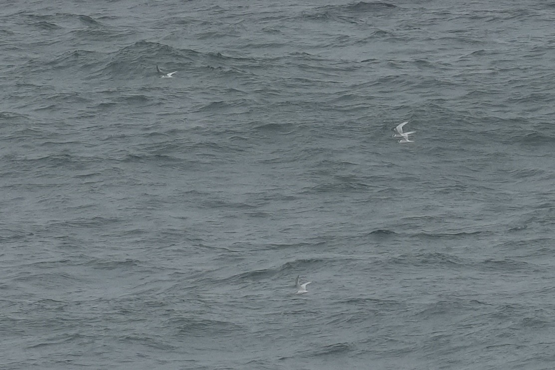 Sterne arctique - ML643530802