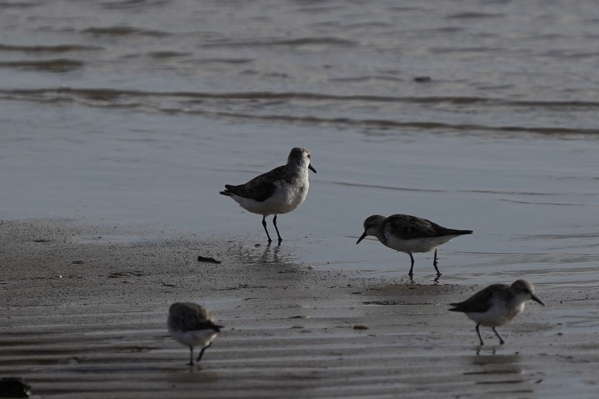 Bécasseau sanderling - ML643530816