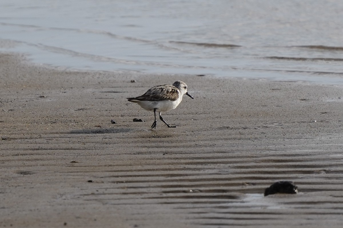 Bécasseau sanderling - ML643530817