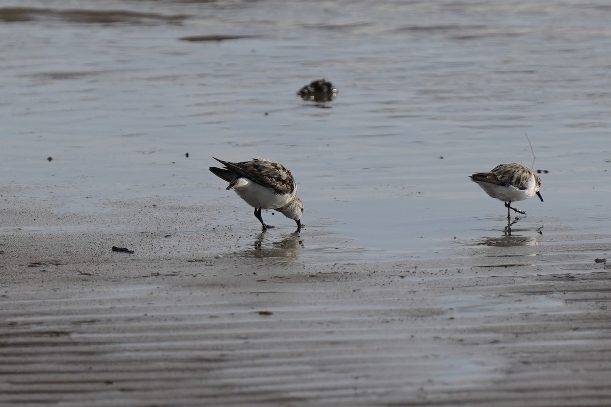 Bécasseau sanderling - ML643530818
