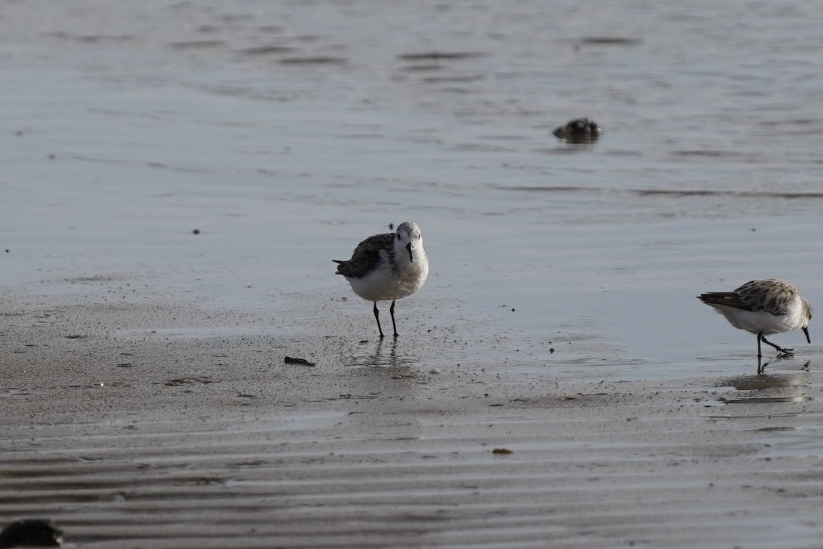 Bécasseau sanderling - ML643530819