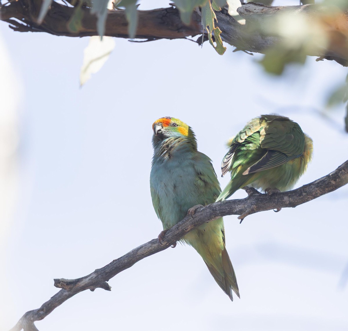 ムラサキガシラジャコウインコ - ML643530832