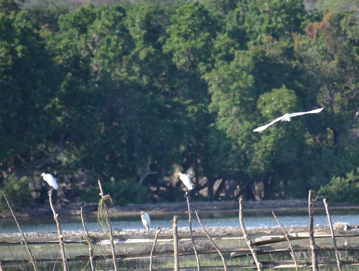 アマサギ - ML643530834