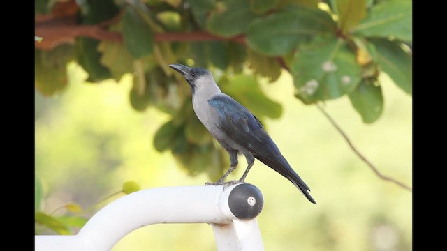 House Crow - ML643530851