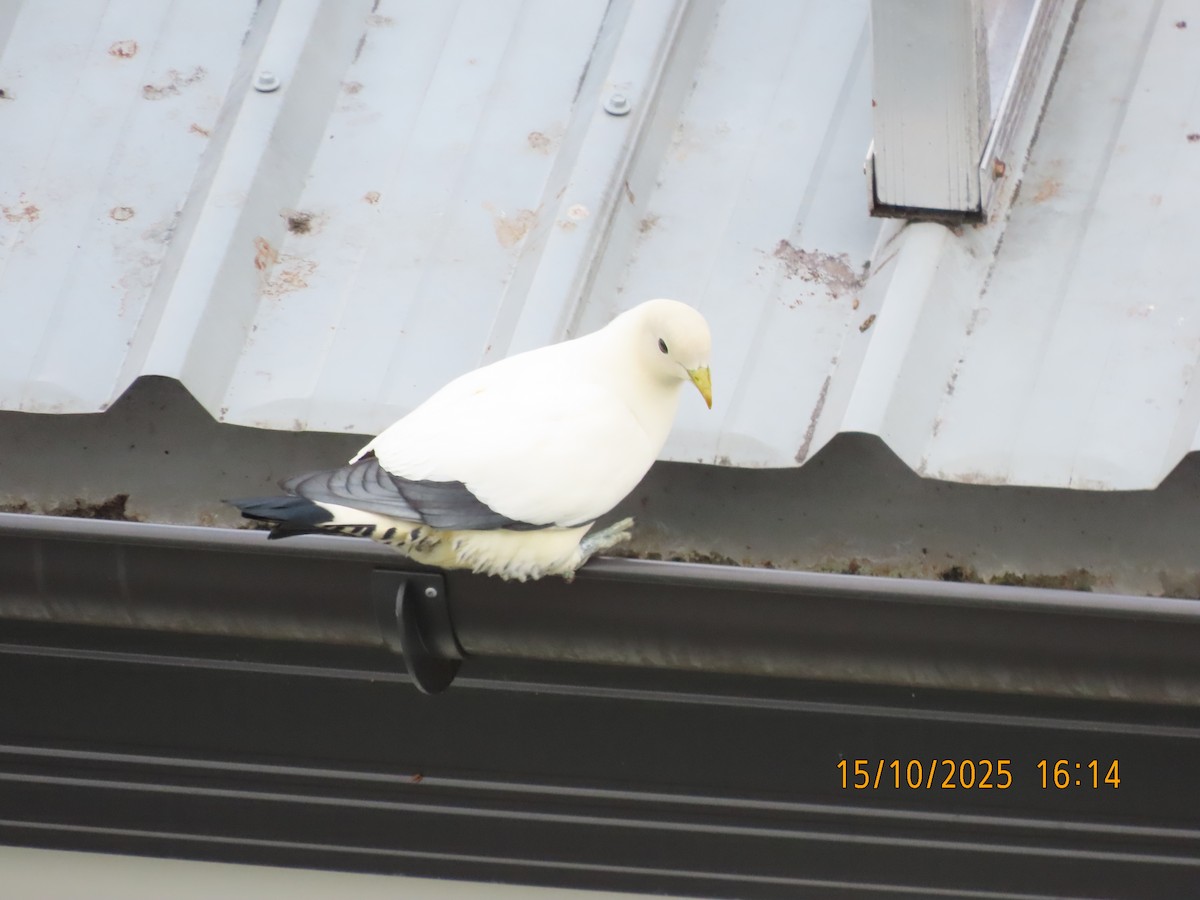 Torresian Imperial-Pigeon - ML643530873