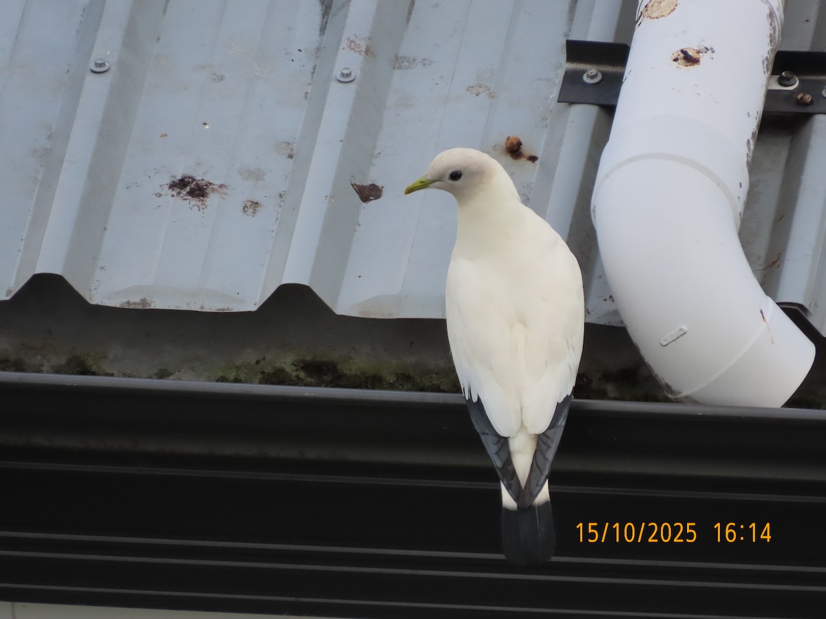 Torresian Imperial-Pigeon - ML643530874