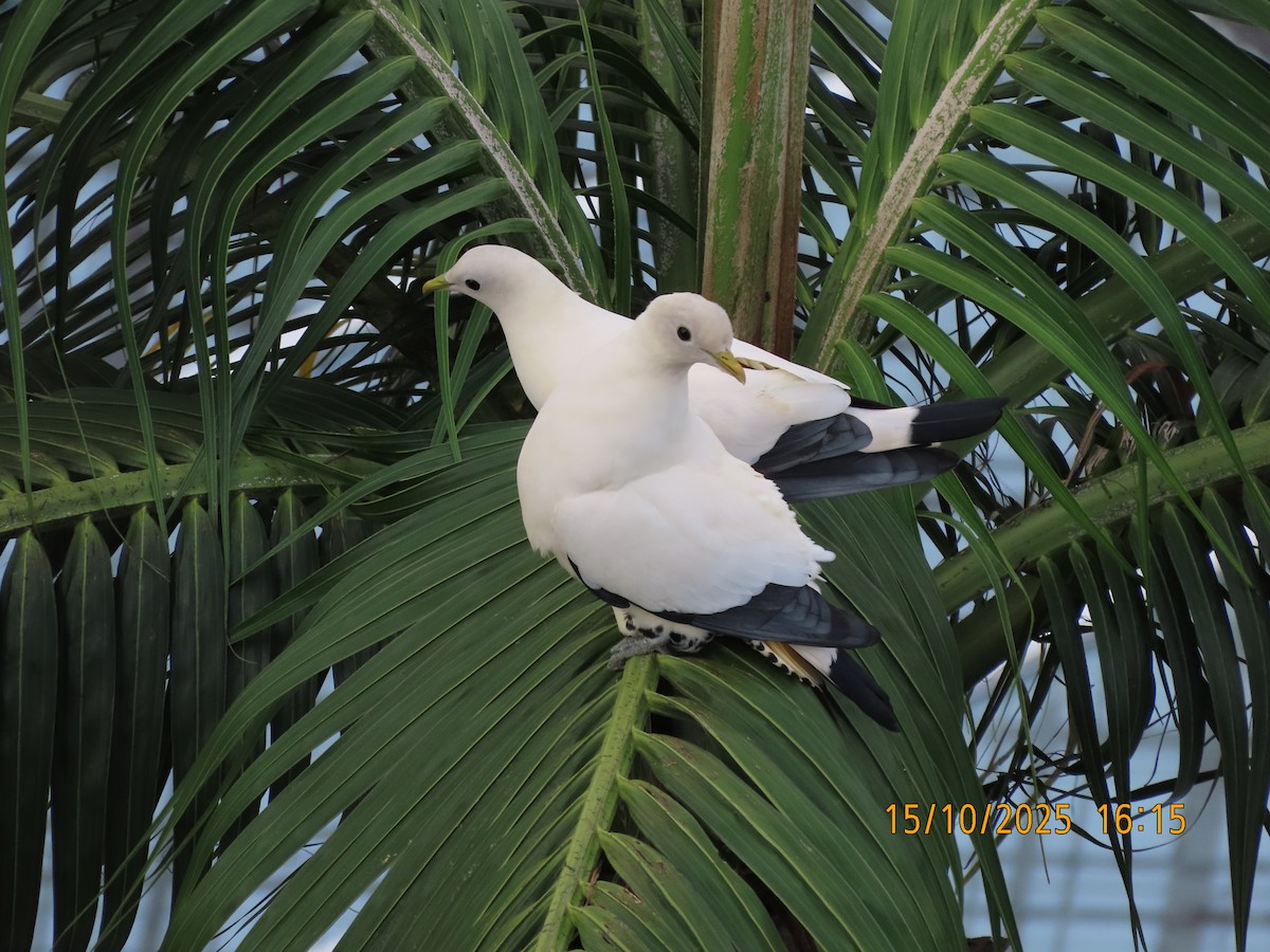 Torresian Imperial-Pigeon - ML643530877