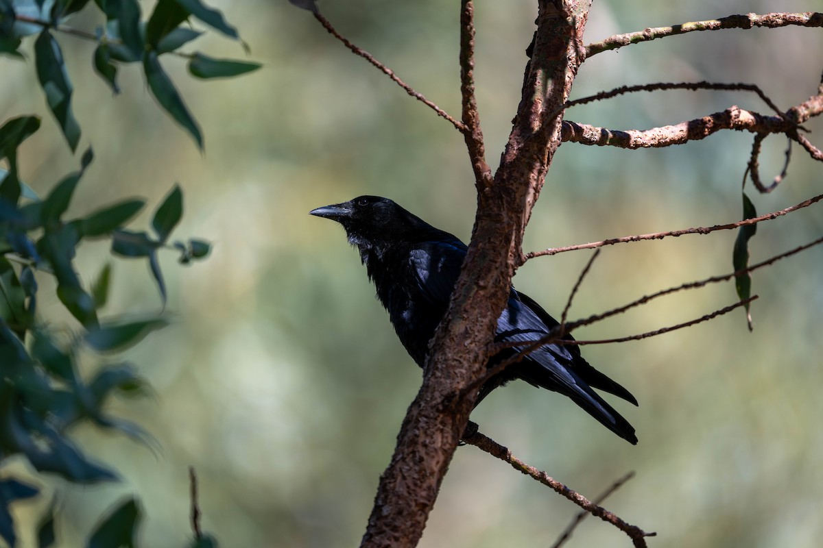 American Crow - ML643530898