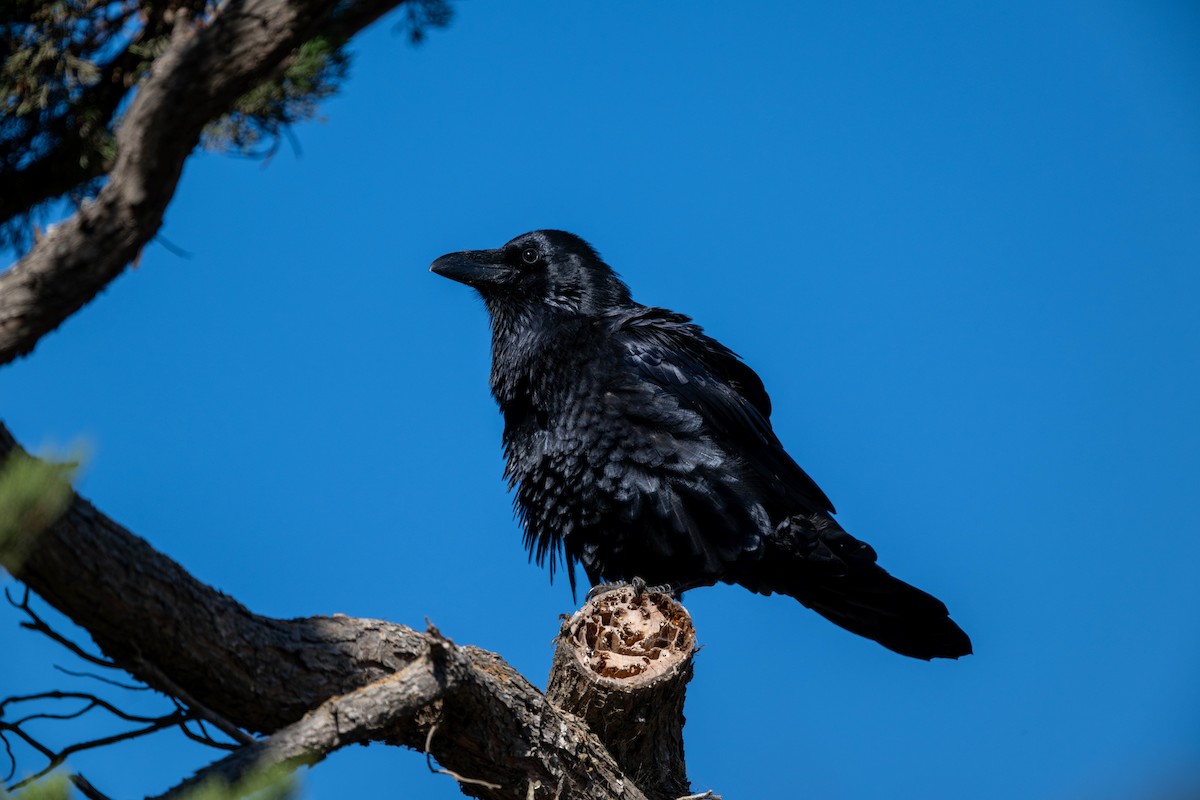 Common Raven - ML643530899