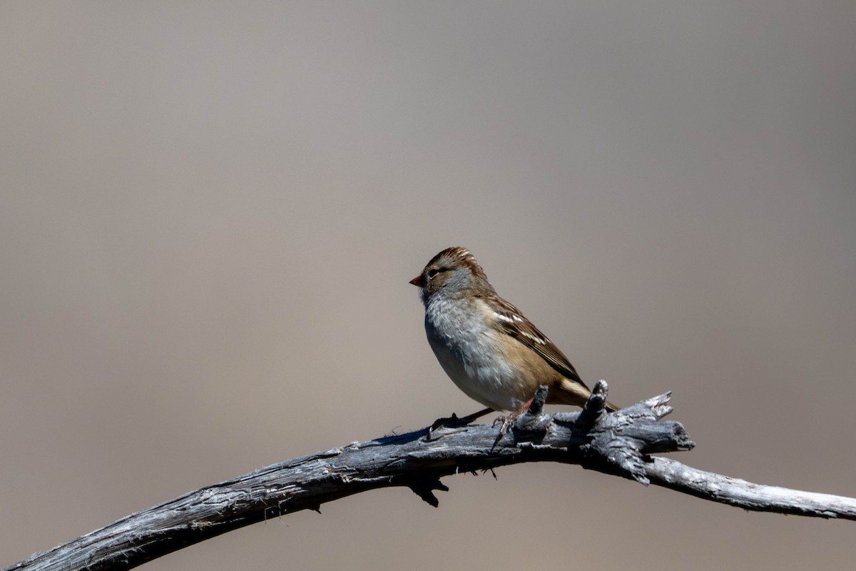 White-crowned Sparrow - ML643530909